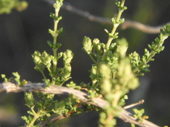 Acantholippia seriphioides