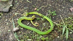 Trimeresurus stejnegeri