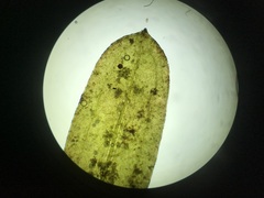 Potamogeton obtusifolius