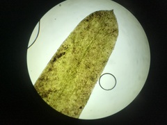 Potamogeton obtusifolius