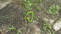 Trimeresurus stejnegeri
