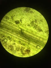 Potamogeton obtusifolius