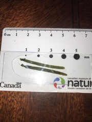 Potamogeton obtusifolius