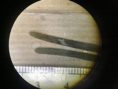 Potamogeton obtusifolius