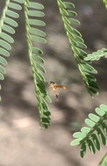 Tetragonisca fiebrigi