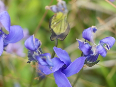 Gentianopsis thermalis
