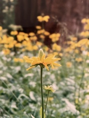 Rudbeckia californica