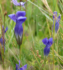 Gentianopsis thermalis