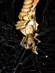 Zygiellinae
