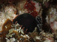 Dendrodoris arborescens