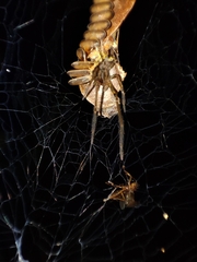 Zygiellinae