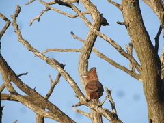 Pseudoseisura lophotes