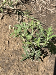 Parthenium confertum