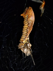 Zygiellinae