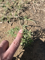 Parthenium confertum