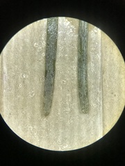 Potamogeton obtusifolius