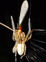 Zygiellinae