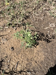 Parthenium confertum
