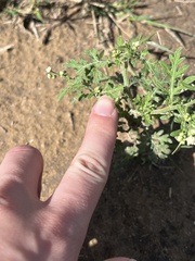 Parthenium confertum