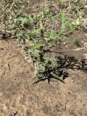 Parthenium confertum