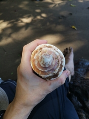 Titanostrombus galeatus