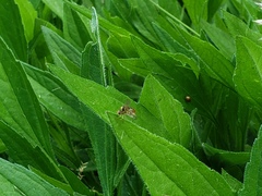 Toxomerus marginatus