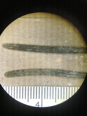 Potamogeton obtusifolius