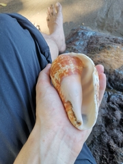 Titanostrombus galeatus