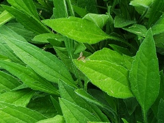 Toxomerus marginatus