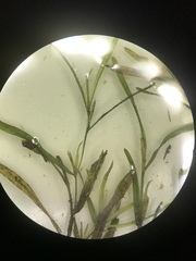 Potamogeton obtusifolius