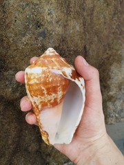 Titanostrombus galeatus