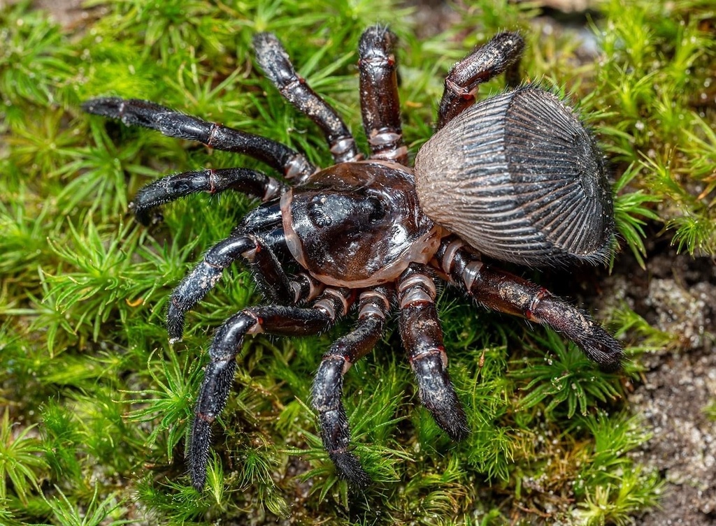 Torreya Trapdoor Spider In November 2022 By Brent E Hendrixson