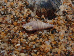 Pulsarella cognata