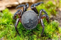 Cyclocosmia torreya