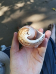 Titanostrombus galeatus