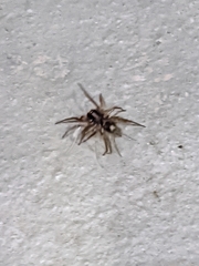 Herpyllus ecclesiasticus