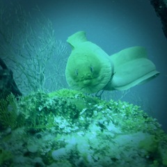 Gymnothorax funebris