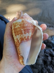 Titanostrombus galeatus