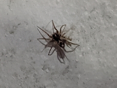Herpyllus ecclesiasticus