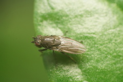 Limosininae