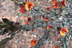 Pultenaea humilis