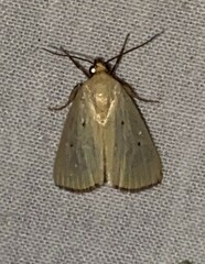Marimatha nigrofimbria