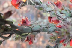 Pultenaea humilis