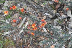 Pultenaea humilis