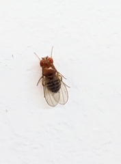 Drosophila