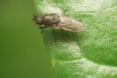Limosininae