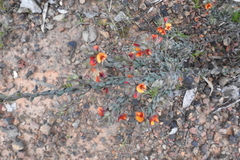 Pultenaea humilis