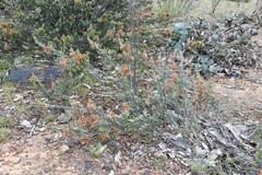Pultenaea humilis