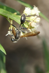 Isodontia auripes