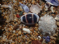 Palmadusta asellus